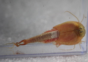 Albino ''red'' Triops With Bonus Tank